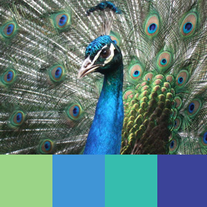 peacock color inspiration